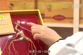 如何鉴别野山参有讲究图片