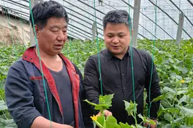 新农人种菜创意多，浅色“奶油黄瓜”高价走红水果市场图片