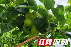 杨柳铺乡荷峪村：产业兴村 激发振兴新动能图片