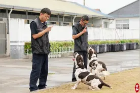 崇明“汪汪队”，火热备战中……图片