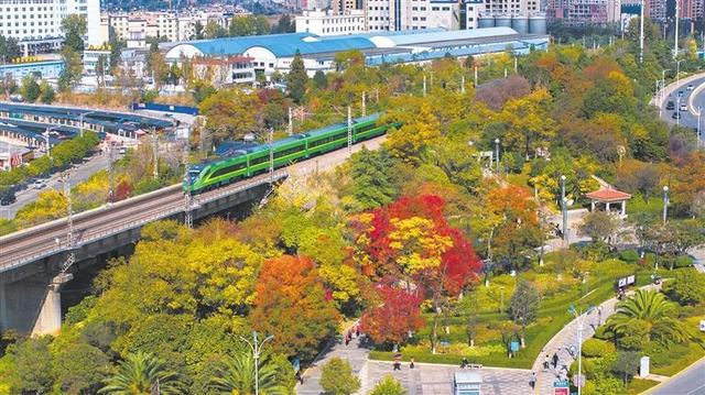 初冬的曲靖城红枫似火 黄叶如金