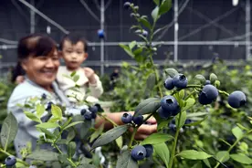 山东惠民：蓝莓果飘香 游客采摘忙图片