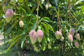 美好生活在云南｜​香香甜甜！玉溪元江芒果陆续上市图片