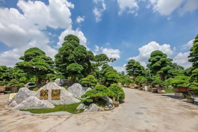 国庆就要玩好一点，“情”定陈村花花世界迷人眼