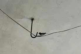 七窝燕子安家一处，新洲有个“燕子坞”图片