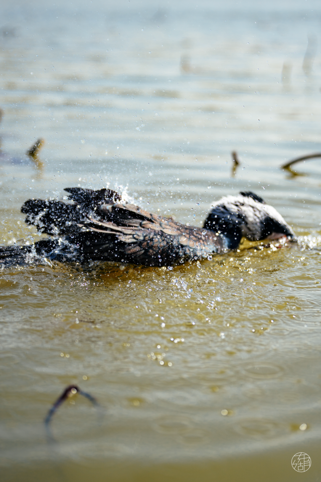 大雁伴飞、鱼鹰伴游，东湖生境雁岛全攻略来了！