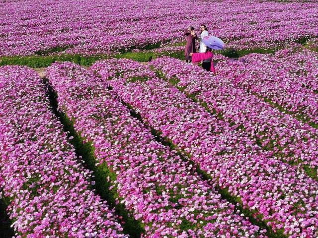 冬日粉色浪漫藏不住了！江门邀你赴约→