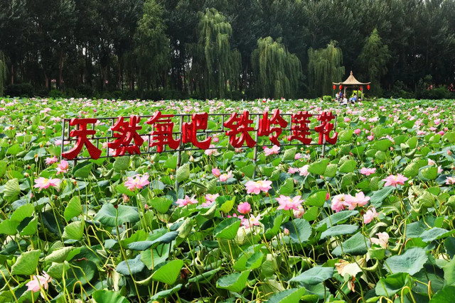 铁岭：一汪碧水“重生记”！“大莲花”荷香浮动迎客来