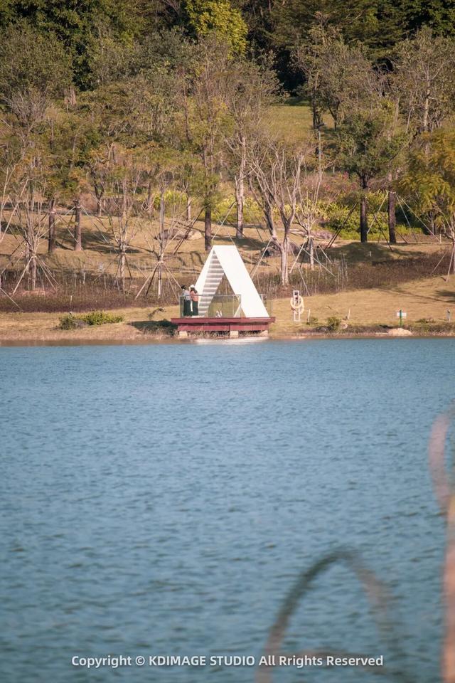 深圳秋日限定：三处落羽杉秘境，邂逅南国绚烂之季