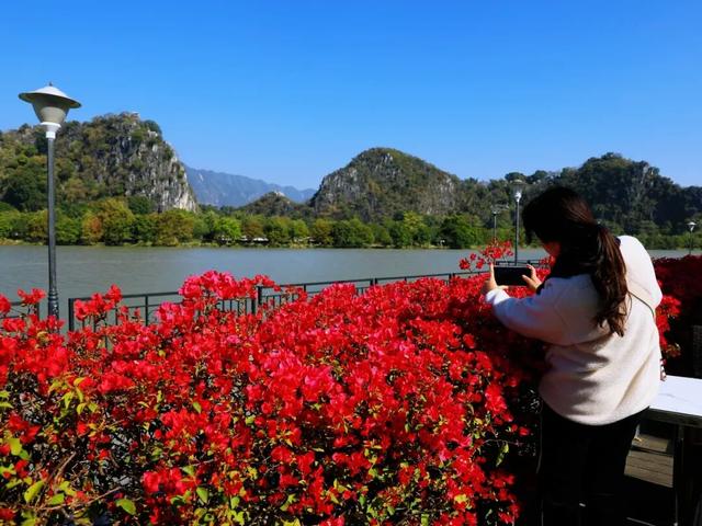 解锁冬日浪漫！来岩前星湖畔，一起走“花路”吧！