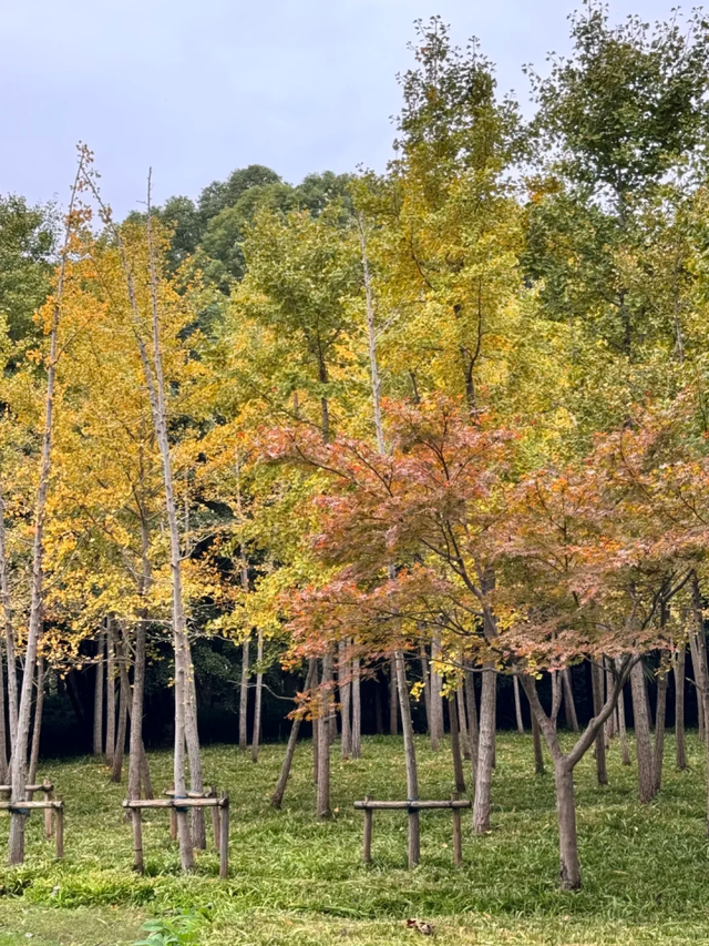 百米梧桐叠金，首波银杏泛黄！上海市中心免费秋日浪漫请查收→