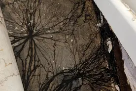 澳洲女子掀开地板发现长满头发，并且还在继续扩张，但它在东北却是美食？图片