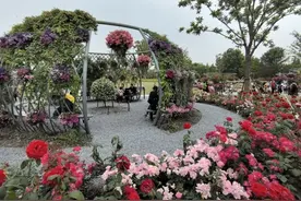 上海（国际）花展这个主会场亮点频现→图片