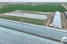 德州陵城区： “共享菜园”让市民体验田园生活图片