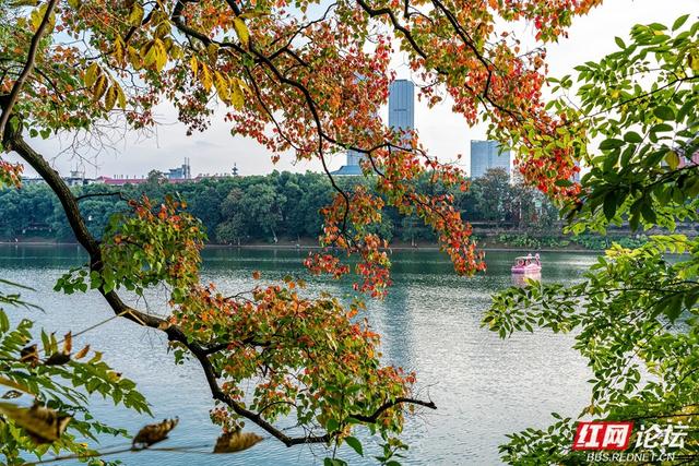 岁暖时刻丨暖冬长沙图鉴：烈士公园，藏不住的诗意光景