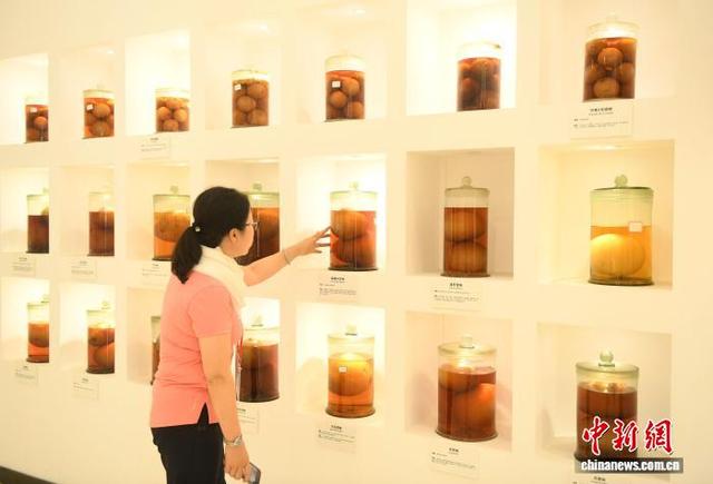 海外华文媒体走进中国·三峡柑橘文化时空馆参观 了解千年柑橘历史