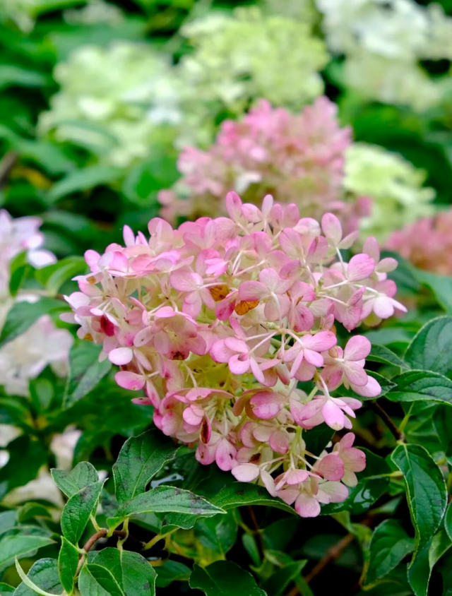 邂逅武汉植物园秋日浪漫 硫华菊灿若云霞 绣球粉面初现