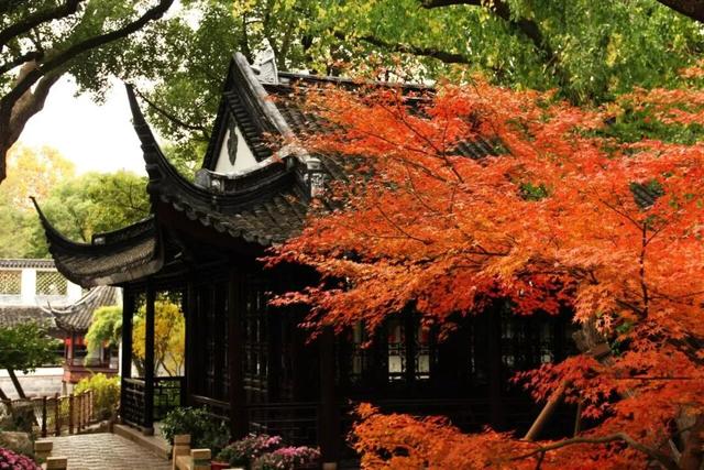 快冲！醉白池枫叶“皮肤”已更新至最美限定款