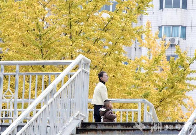 恩施市：城市初冬景色美