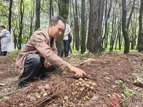 大理蝴蝶泉景区打造“菌子森林”解锁旅游新体验