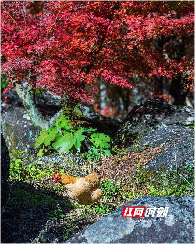 潘华摄影作品：漫步永州蓝山谷 邂逅湘江源头的层林尽染