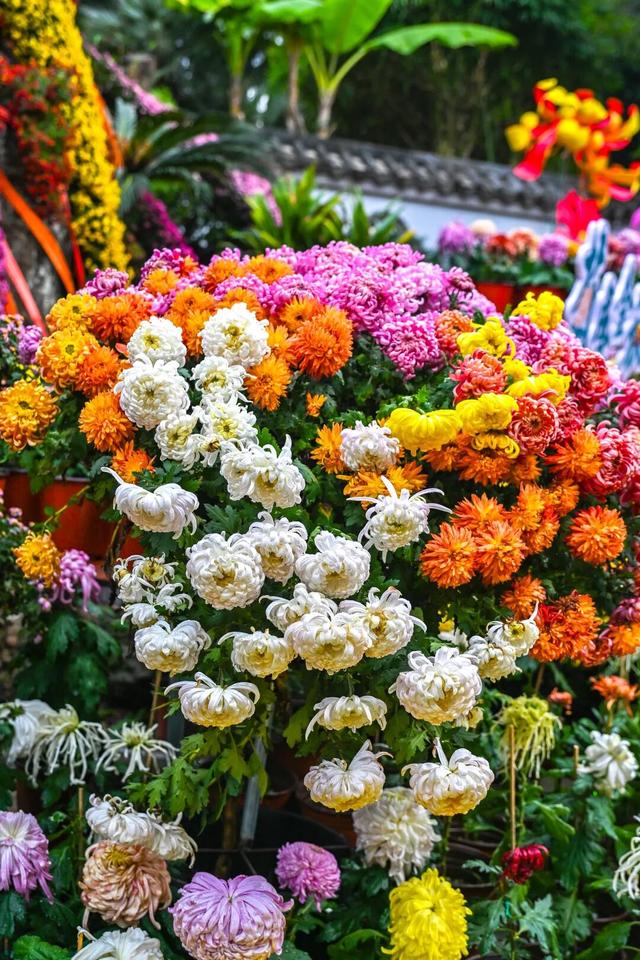 除了看菊花展，福州西湖公园还能怎么逛？