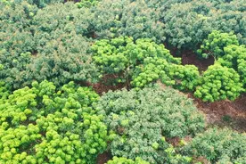 阳江阳西：荔枝早熟品种挂果率达八成以上图片