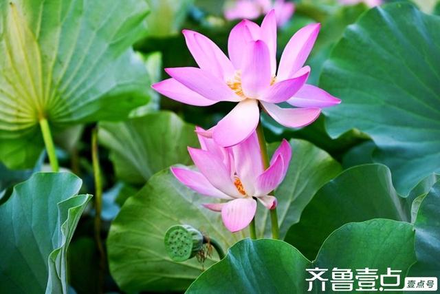 壹点号·秀山东｜黄河公园夏韵悠悠荷满塘