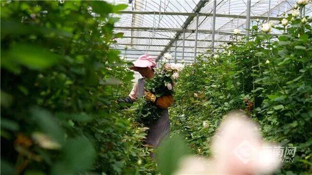 在云南，浪漫可以量化
