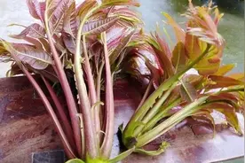 果然播客|司民：我家有棵香椿树图片