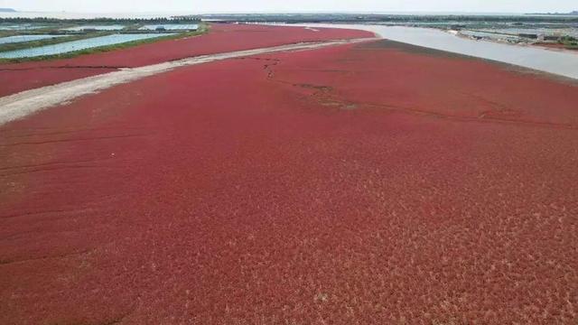 南海新区：秋染湿地披红装