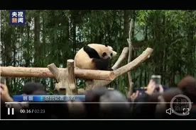 “顶流”大熊猫归国之后：丫丫吃上饺子，美香过起退休生活图片