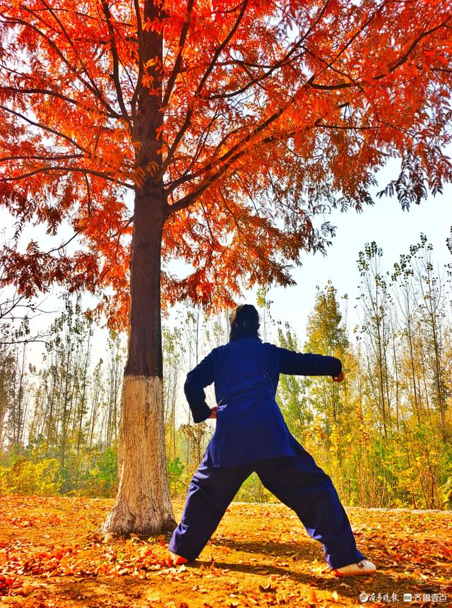 冬日水杉叶泛红，沂河岸边添美景