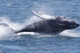 人类和鲸鱼首次成功“对话”，人鲸交流不再是梦，还能帮找外星人？图片