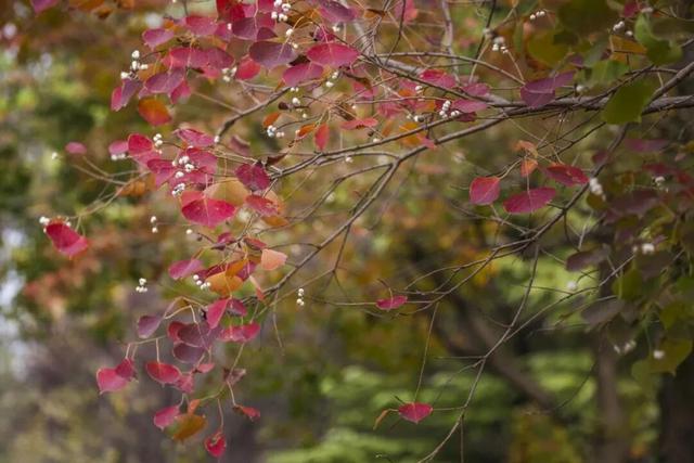 长宁的秋叶，红得醉人……