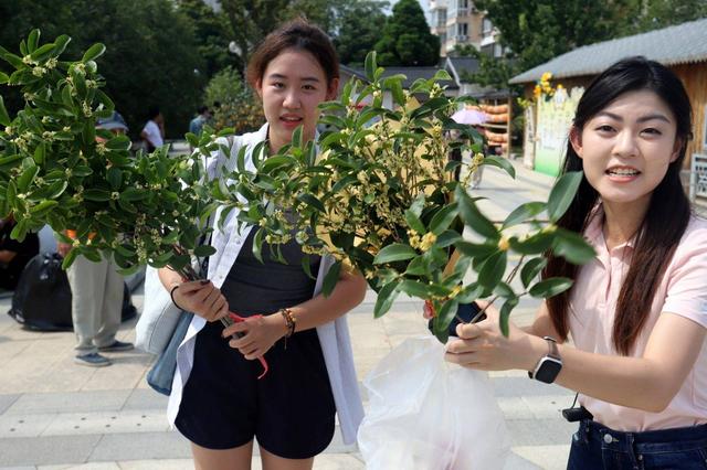 江苏苏州：“花漾苏州 桂香满城”桂花市集开市