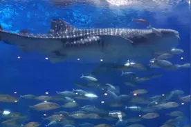 网传成都浩海立方鲸鲨消失  相关部门：已死亡图片