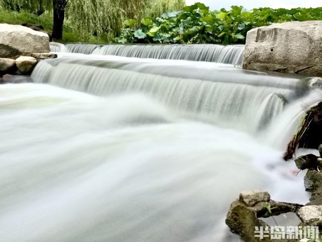 大雨“润色”李村河！碧水映翠柳，荷香满园，尽显生态之美