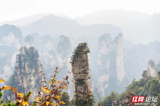 【每日一图@湖南】秋冬自驾必冲！张家界黄石寨暖阳峰林美到出圈
