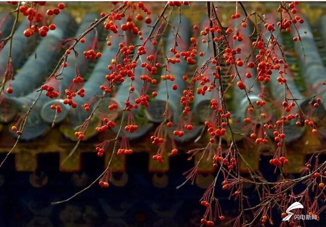 组图丨岱庙初冬美如诗 银杏书写“暖冬情书”