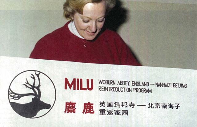 麋鹿回归四十年：一场跨国接力的物种拯救丨封面人物
