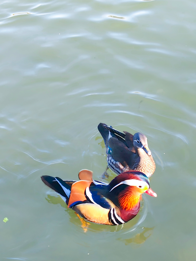 动静皆是景！踏进圆明园的冬日画卷