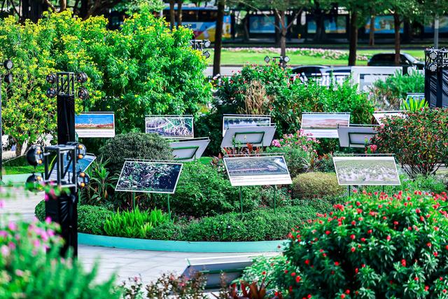 来！漫步2025国际红树林之夜，共赴“红树林+”生态盛会