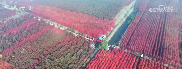 “枫叶+”燃动秋日文旅消费“热引擎” 以旅促农增收再添“金钥匙”