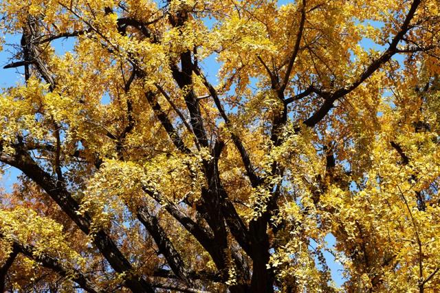 红的黄的绿的！天气这么好，来这些地方看看闵行的秋天吧~