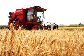 河南山东等地小麦陆续开镰收割#(2)图片