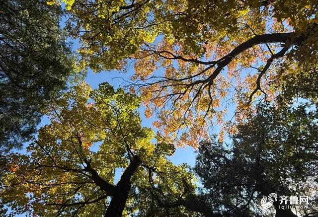 组图丨一大波美图来袭！泰山景区9个赏秋地超出片