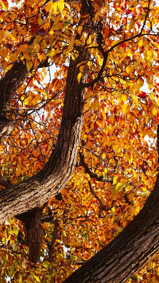 醉美金秋！一起邂逅什川古梨园的百年浪漫！