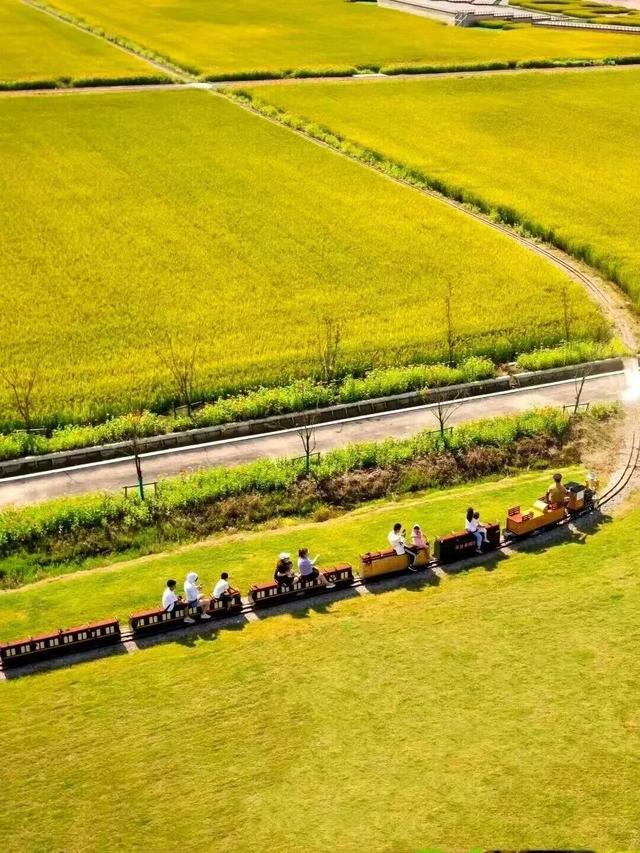 街头大量出现！常州人都已经捡上了