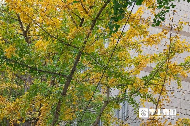 现场实拍！昆明文林街银杏“半黄”，金色浪漫还需耐心等待